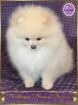 Dochlaggie Dragon Dynasty @ 3 months.
