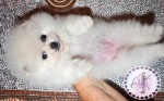 white Dochlaggie Pomeranian puppy