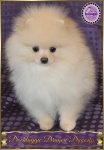 Dochlaggie Dragon Dynasty @ 3 months.