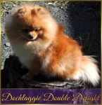 Dochlaggie Double Delight