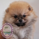 Dochlaggie Darn Cute