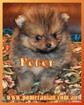 aaapeter.jpg