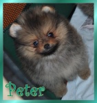 peter.jpg