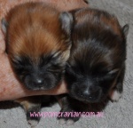 cheries2pups1week.jpg