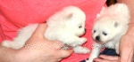 a2whitepups.jpg