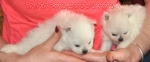 a2whitepups2.jpg