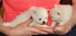 a2whitepups23.jpg