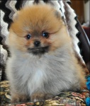 aaaabookpup.jpg