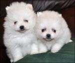 aaaawhitepups.jpg