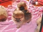 adochpups.jpg