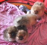 adochpups2.jpg