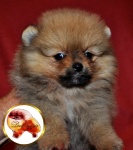 agirlpuppy.jpg