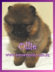 aollie.jpg