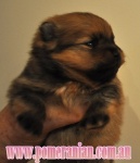 apupforsale2.jpg