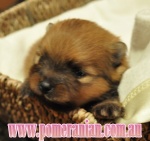 apupforsale3.jpg