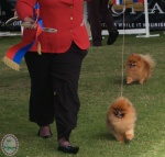 Australian Multi BISA, BISS Supreme Champion Dochlaggie Desoto 