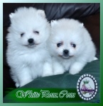 awhitepom6.jpg