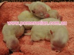 awhitepups.jpg