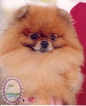 Australian Multi BISA, BISS Supreme Champion Dochlaggie Desoto 