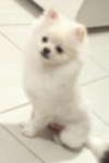 sammi.jpg