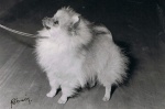 Australian Champion Dochlaggie Daylover pictured here as a puppy after BEST PUPPY IN SHOW at the Pom Club Show