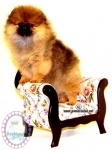 Australian Multi BISA, BISS Supreme Champion Dochlaggie Desoto as a puppy