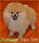 Dochlaggie Darn Cute