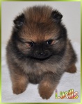 lucille26weeks.jpg