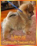 1ahazel.jpg