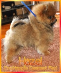 1ahazel2.jpg