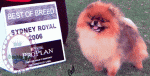 Australian Multi BISA, BISS Supreme Champion Dochlaggie Desoto winning Best of Breed at Sydney Royal Show