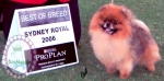 Australian Multi BISA, BISS Supreme Champion Dochlaggie Desoto winning Best of Breed at Sydney Royal Show