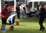 Australian Multi BISA, BISS Supreme Champion Dochlaggie Desoto winning Best of Breed at Sydney Royal Show