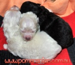 1bindeepups.jpg