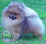 Australian Multi BISA, BISS Supreme Champion Dochlaggie Desoto 