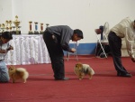 Indonesian Champion Dochlaggie Dream Encore