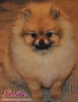 lucy6m.jpg