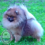 cnewbaAustralian Multi BISA, BISS Supreme Champion Dochlaggie Desoto rt2.jpg