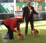 Australian Multi BISA, BISS Supreme Champion Dochlaggie Desoto 