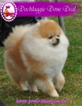 Champion Dochlaggie Done Deal