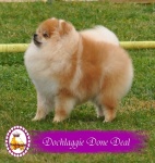 Champion Dochlaggie Done Deal