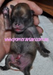 anewpuppy.jpg