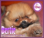bertie.jpg