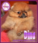 dina2.jpg