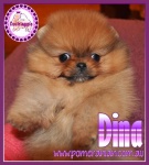 dina.jpg