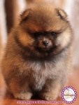 donald.jpg