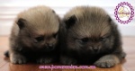 Dochlaggie Pomeranian puppy