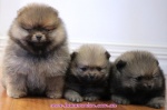 Dochlaggie Pomeranian puppy