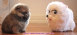 Dochlaggie Pomeranian puppy
