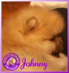Dochlaggie Pomeranian puppy